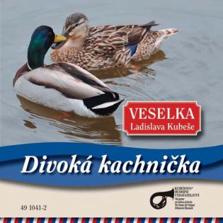 Divoká kachnička-